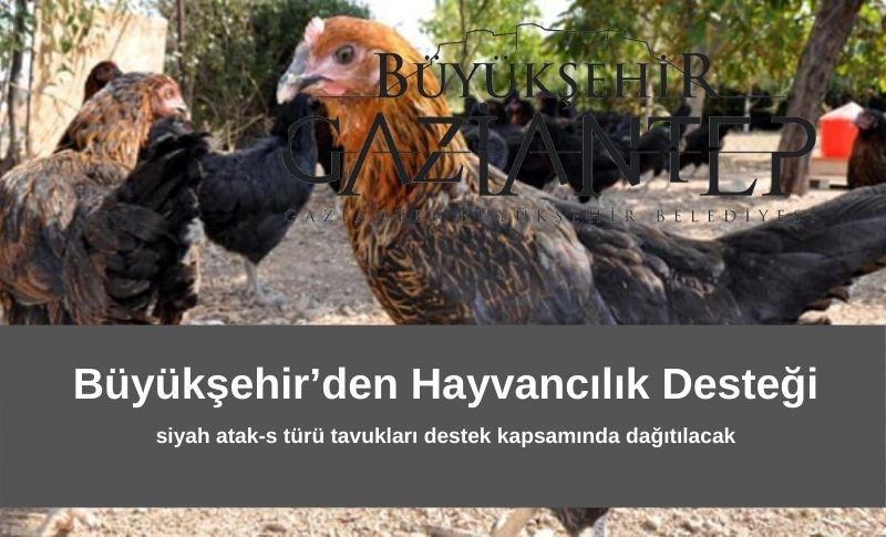 Büyükşehir’den Hayvancılık Desteği